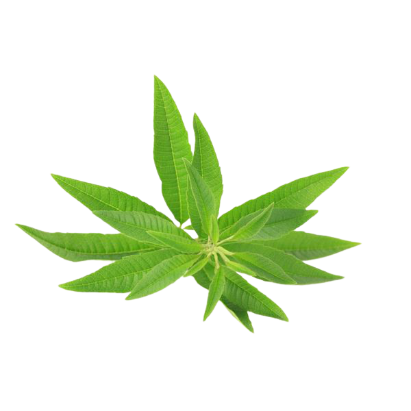 LEMON VERBENA 10ML